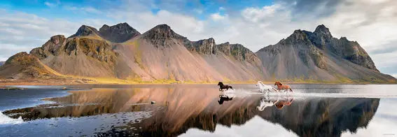 Iceland Horses Panorama