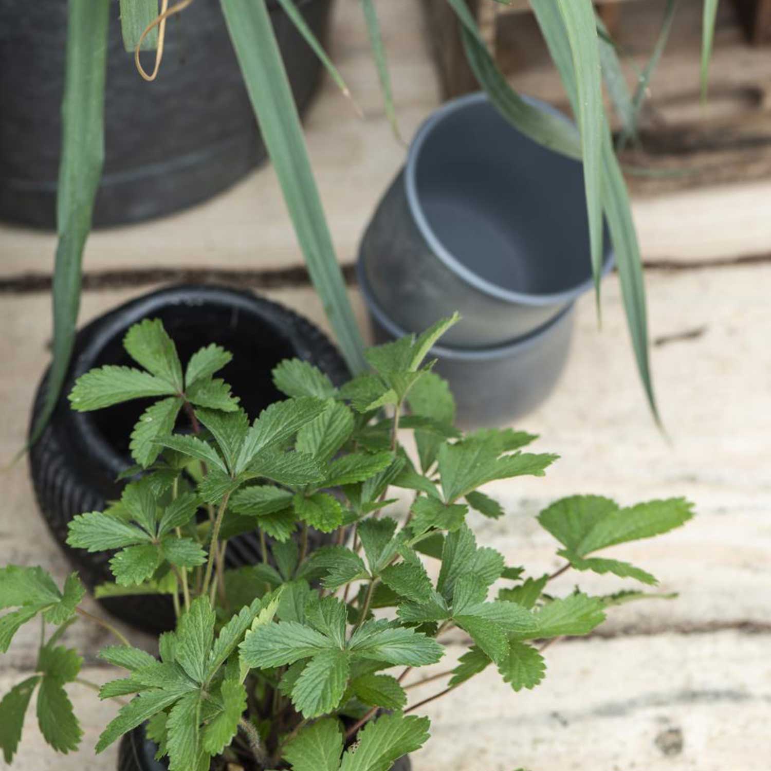 Blumentopf aus Metall - ø8 cm Ib Laursen