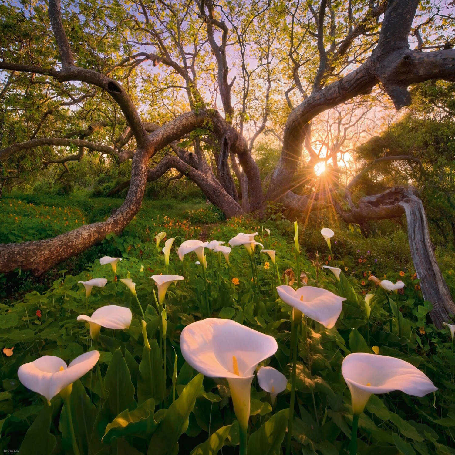 Calla Clearing