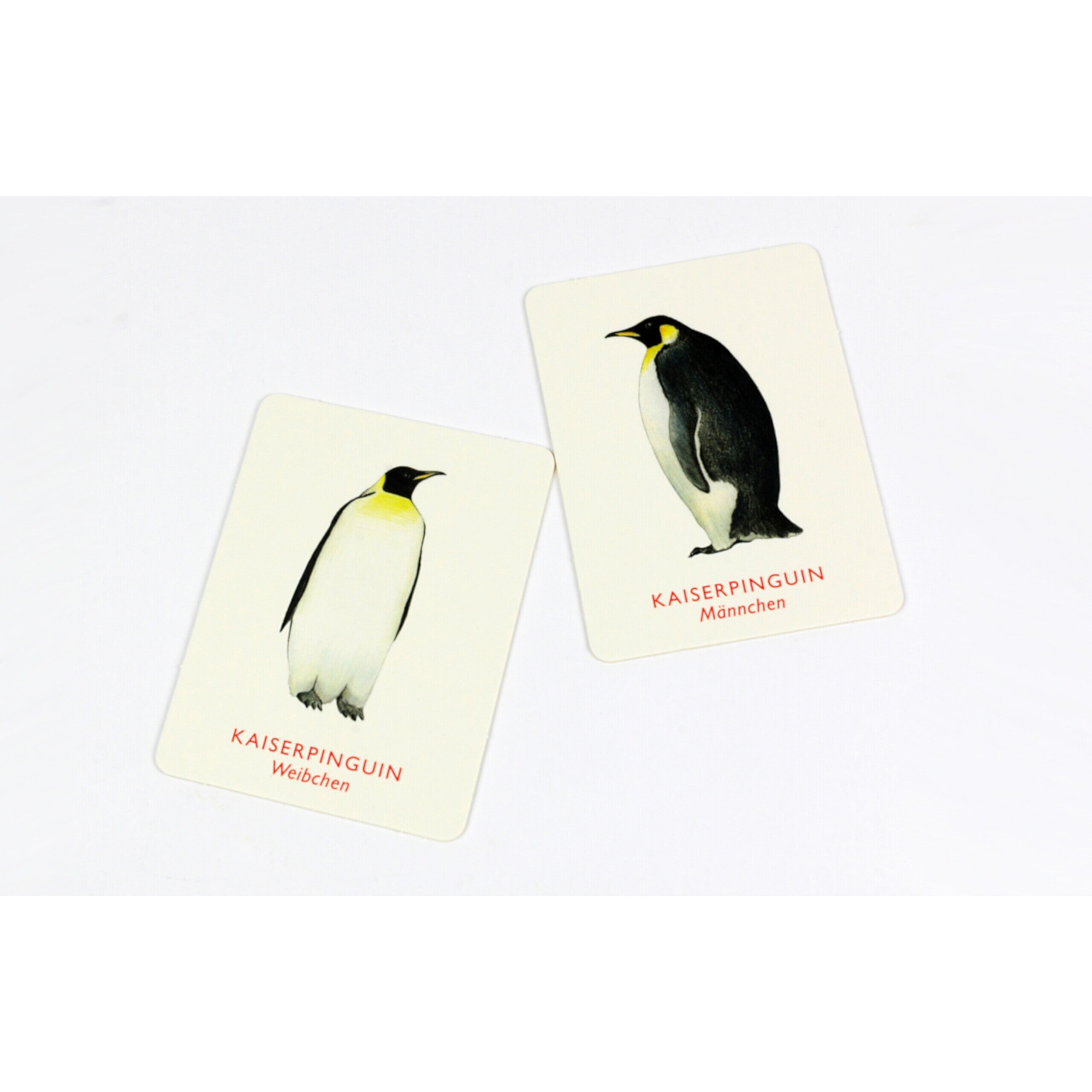 Vogelpaare