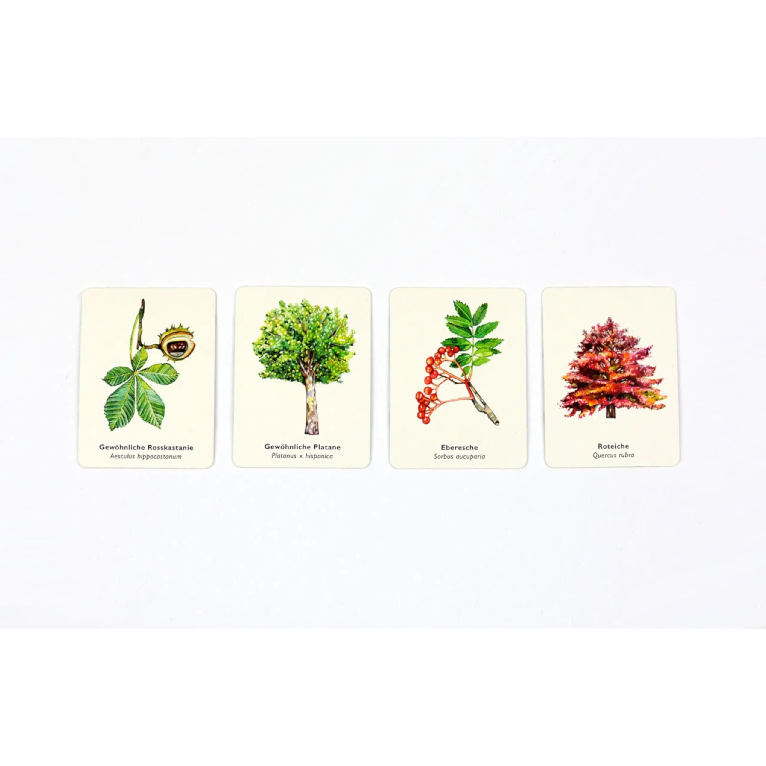 Bäume und ihre Blätter