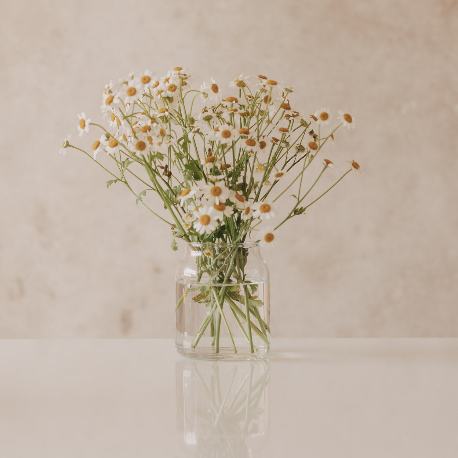 Kleine transparente Glasvase mit Gänseblümchen, gebundenes Band am Hals